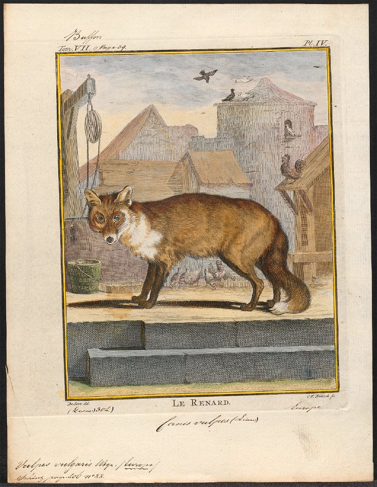 Vulpes vulgaris - 1700-1880 - Print - Iconographia Zoologica - Special Collections University of Amsterdam - UBA01 IZ22200273