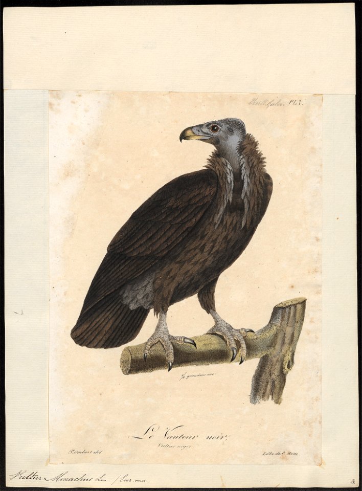 Vultur monachus - 1825-1834 - Print - Iconographia Zoologica - Special Collections University of Amsterdam - UBA01 IZ18100037