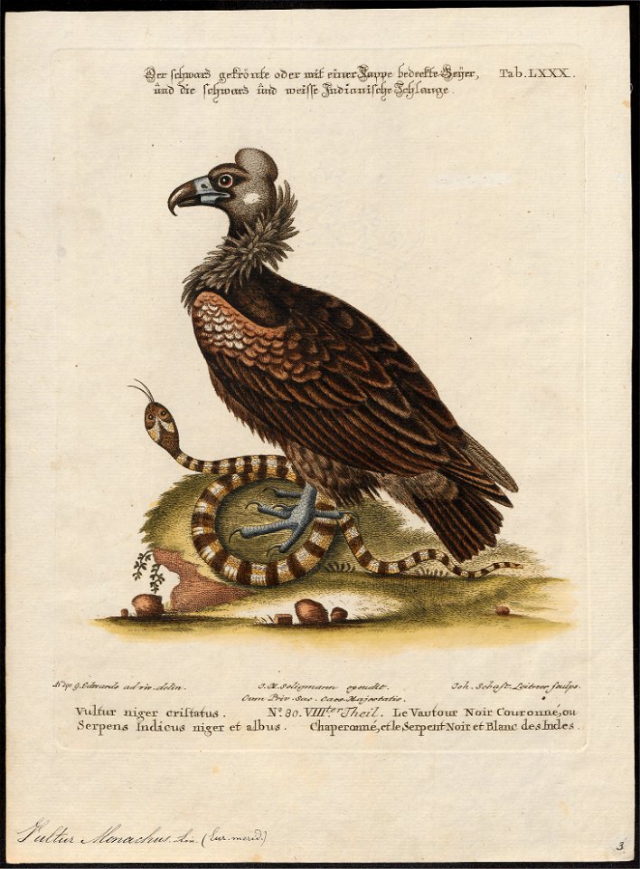 Vultur monachus - 1700-1880 - Print - Iconographia Zoologica - Special Collections University of Amsterdam - UBA01 IZ18100043