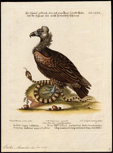 Vultur monachus - 1700-1880 - Print - Iconographia Zoologica - Special Collections University of Amsterdam - UBA01 IZ18100043