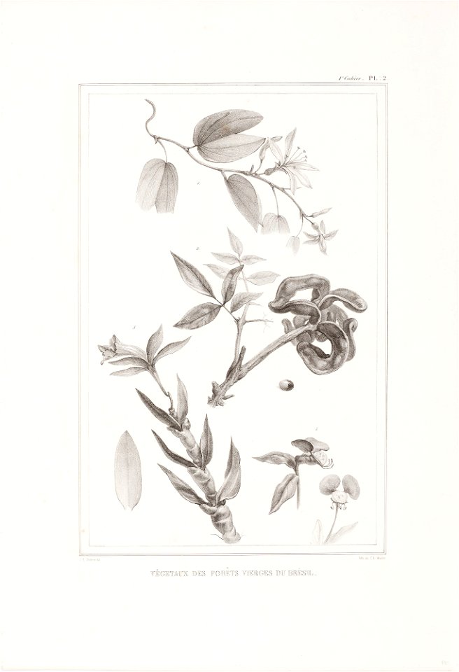 Végetaux des forêts vierges du Brésil (4), da Coleção Brasiliana Iconográfica