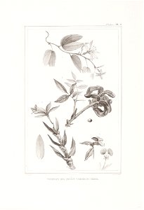 Végetaux des forêts vierges du Brésil (4), da Coleção Brasiliana Iconográfica