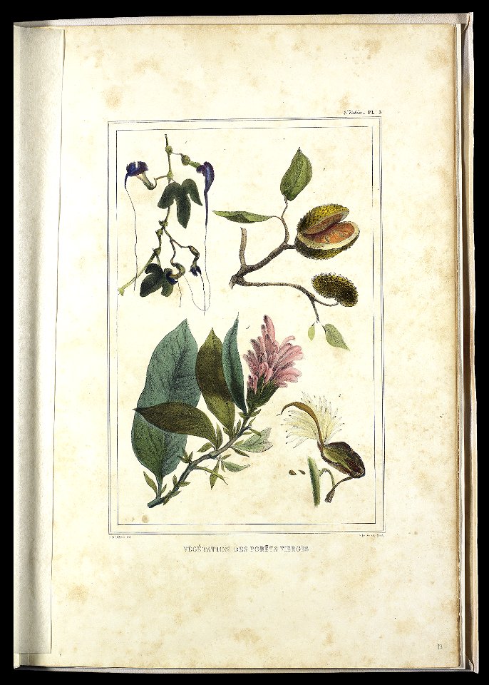 Végetation des forêts vierges (2), da Coleção Brasiliana Iconográfica