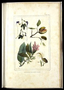 Végetation des forêts vierges (2), da Coleção Brasiliana Iconográfica