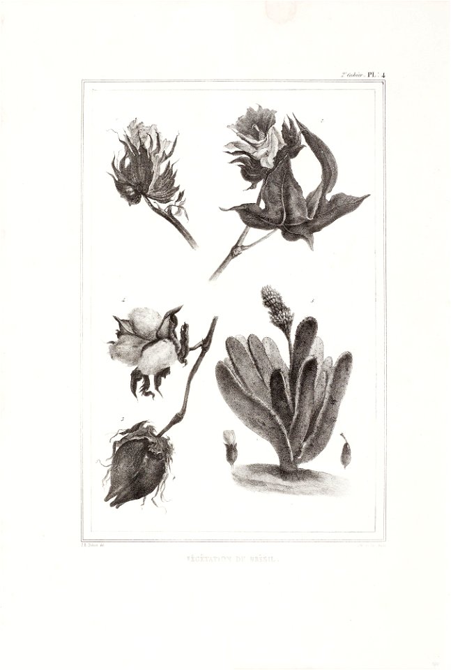 Végétation du Brésil (4), da Coleção Brasiliana Iconográfica