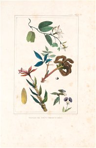 Végetaus des forêts vierges du Brésil, da Coleção Brasiliana Iconográfica