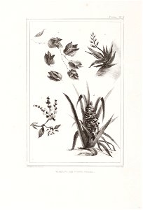 Végétaux des forets vierges (4), da Coleção Brasiliana Iconográfica