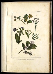 Végetaux des forêts vierges du Brésil (2.2), da Coleção Brasiliana Iconográfica