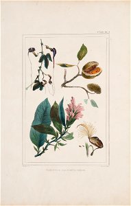 Végétation des forêts vierges (3), da Coleção Brasiliana Iconográfica