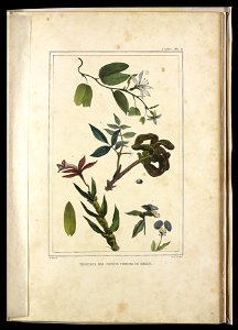 Végetaux des forêts vierges du Brésil (1.2), da Coleção Brasiliana Iconográfica