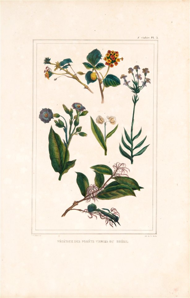 Végétaux des forêts vierges du Brésil (3), da Coleção Brasiliana Iconográfica