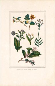 Végétaux des forêts vierges du Brésil (3), da Coleção Brasiliana Iconográfica