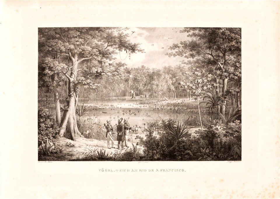 Vögel = Teich am Rio de S. Francisco, da Coleção Brasiliana Iconográfica