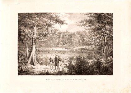 Vögel = Teich am Rio de S. Francisco, da Coleção Brasiliana Iconográfica