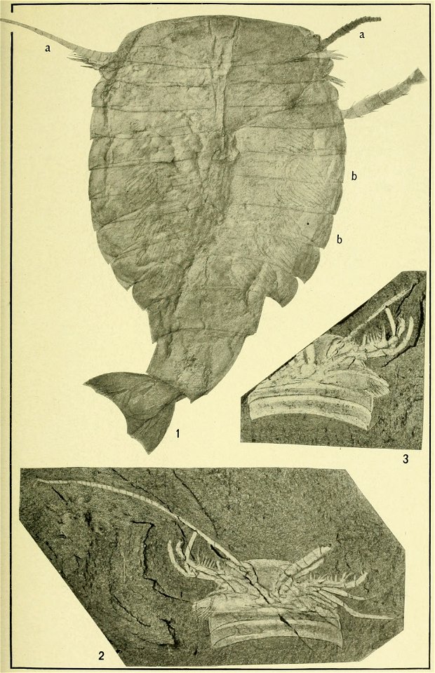 Walcott Cambrian Geology and Paleontology II plate 02