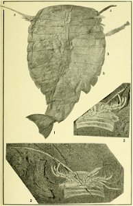 Walcott Cambrian Geology and Paleontology II plate 02