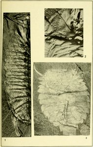 Walcott Cambrian Geology and Paleontology II plate 06