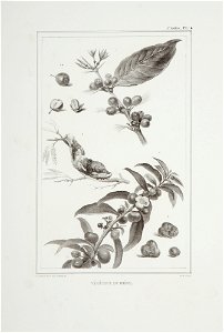 Végétaux du Brésil (4), da Coleção Brasiliana Iconográfica