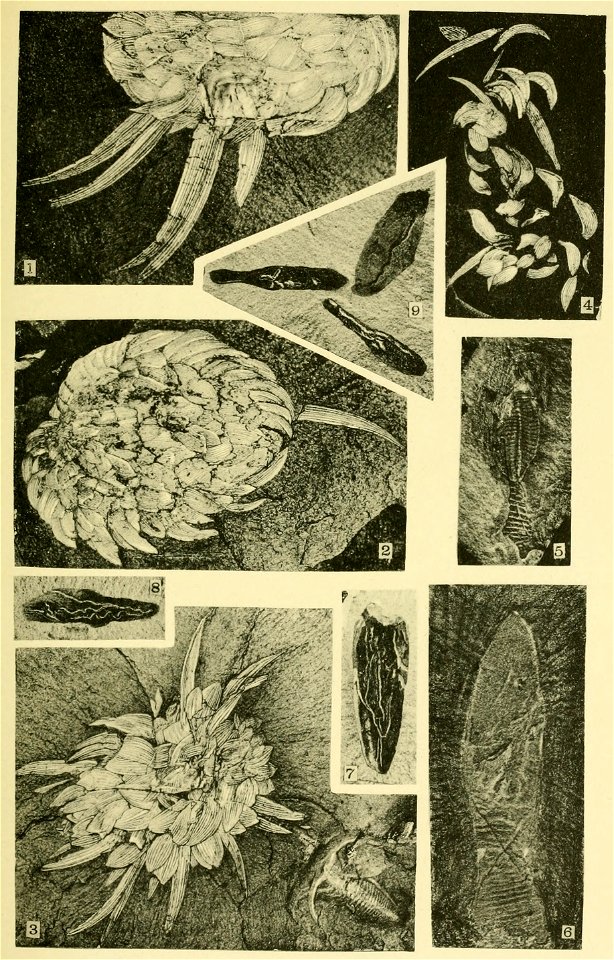 Walcott Cambrian Geology and Paleontology II plate 21