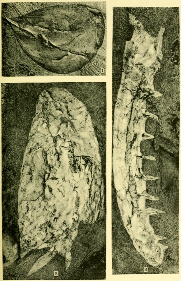 Walcott Cambrian Geology and Paleontology II plate 34