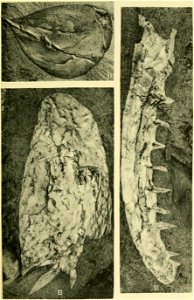 Walcott Cambrian Geology and Paleontology II plate 34