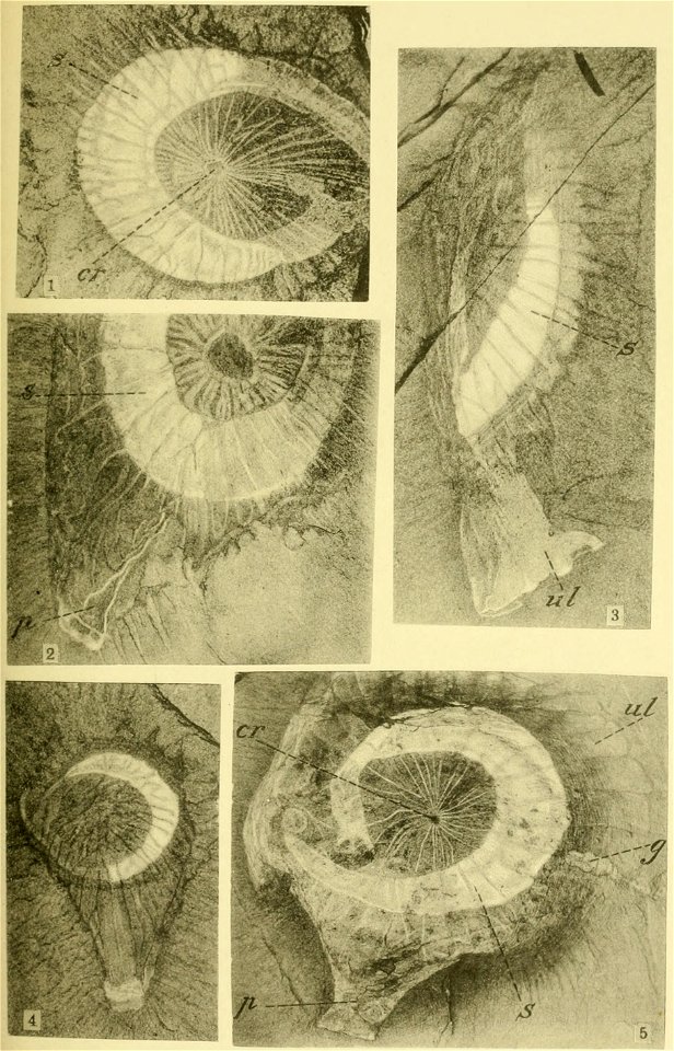 Walcott Cambrian Geology and Paleontology II plate 09