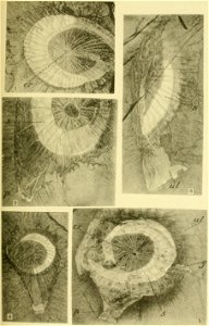 Walcott Cambrian Geology and Paleontology II plate 09
