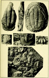 Walcott Cambrian Geology and Paleontology II plate 16