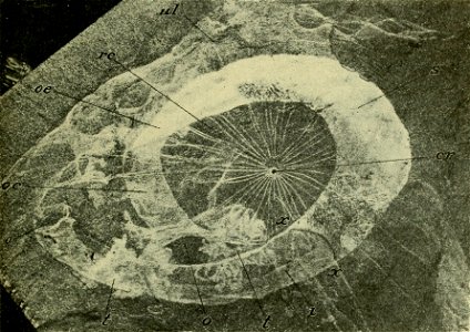 Walcott Cambrian Geology and Paleontology II text figure 05
