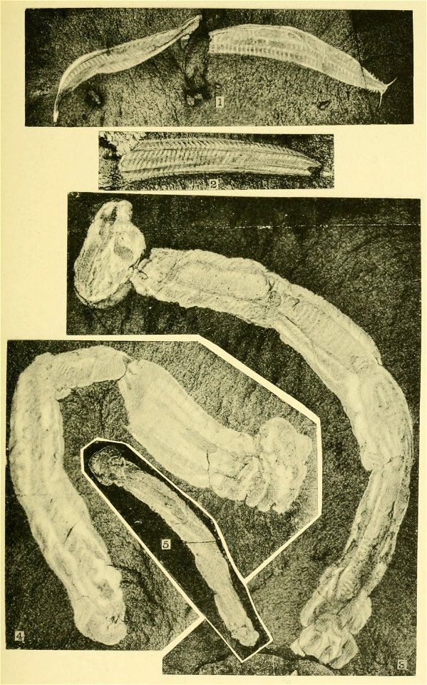 Walcott Cambrian Geology and Paleontology II plate 20