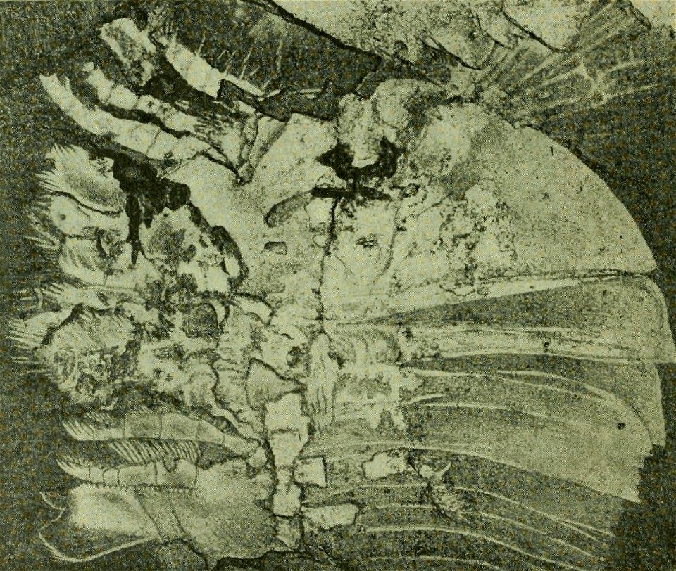 Walcott Cambrian Geology and Paleontology II text figure 10