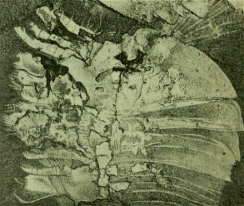 Walcott Cambrian Geology and Paleontology II text figure 10