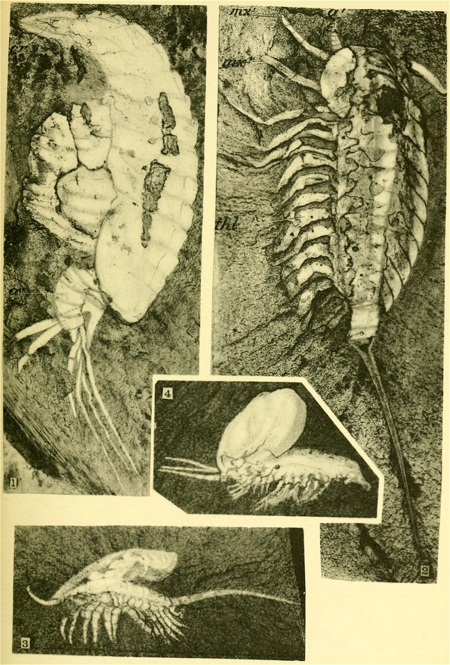 Walcott Cambrian Geology and Paleontology II plate 30
