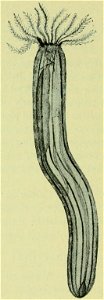 Walcott Cambrian Geology and Paleontology II text figure 06