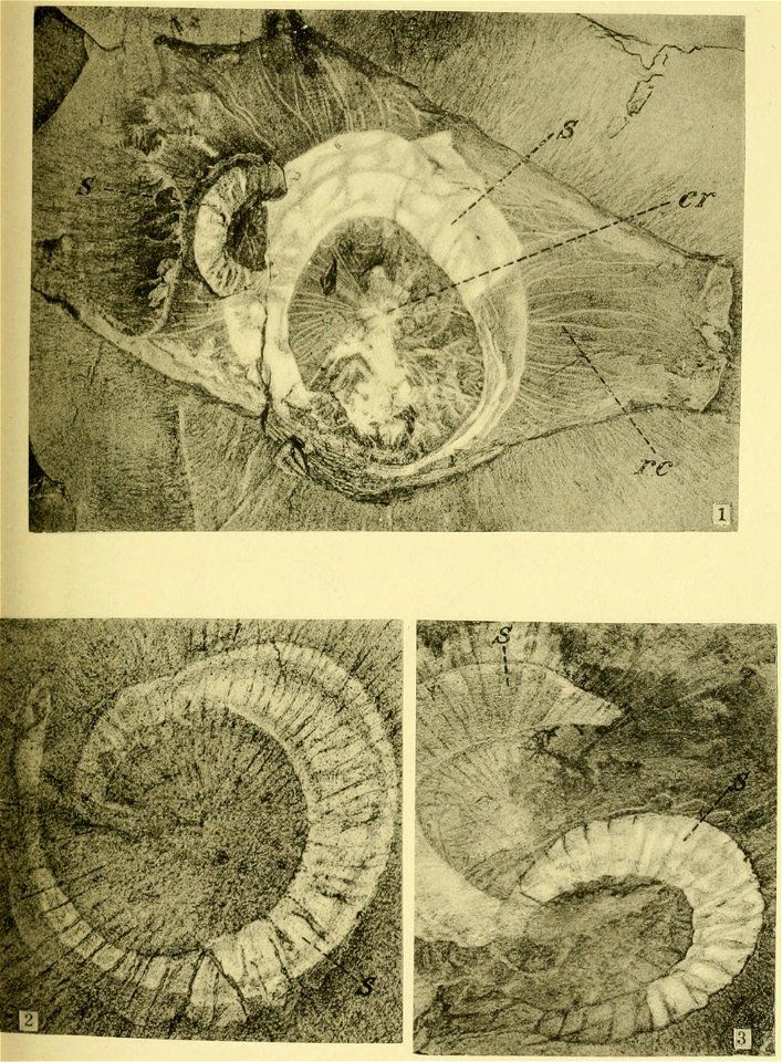 Walcott Cambrian Geology and Paleontology II plate 10