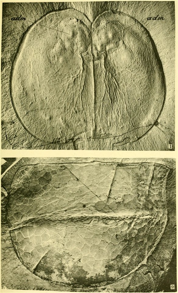 Walcott Cambrian Geology and Paleontology II plate 33
