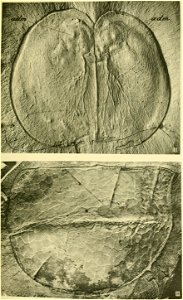 Walcott Cambrian Geology and Paleontology II plate 33