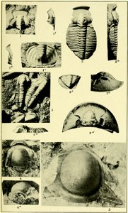 Walcott Cambrian Geology and Paleontology II plate 17