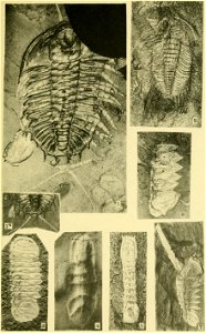 Walcott Cambrian Geology and Paleontology II plate 24