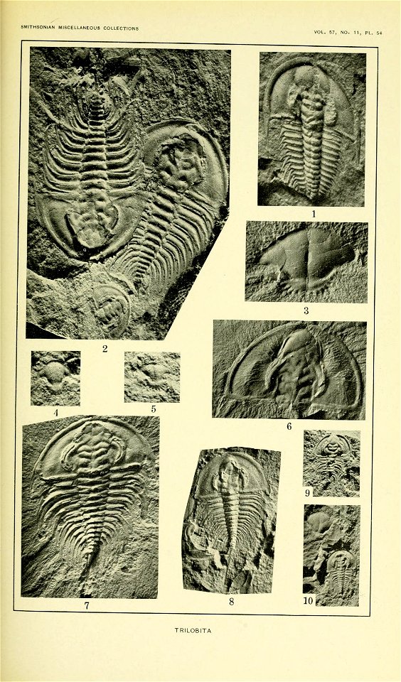 Walcott Cambrian Geology and Paleontology II plate 54