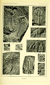 Walcott Cambrian Geology and Paleontology II plate 54