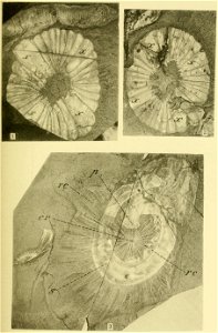 Walcott Cambrian Geology and Paleontology II plate 08