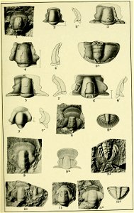 Walcott Cambrian Geology and Paleontology II plate 15