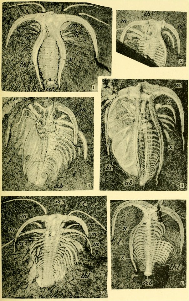 Walcott Cambrian Geology and Paleontology II plate 26