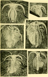 Walcott Cambrian Geology and Paleontology II plate 26