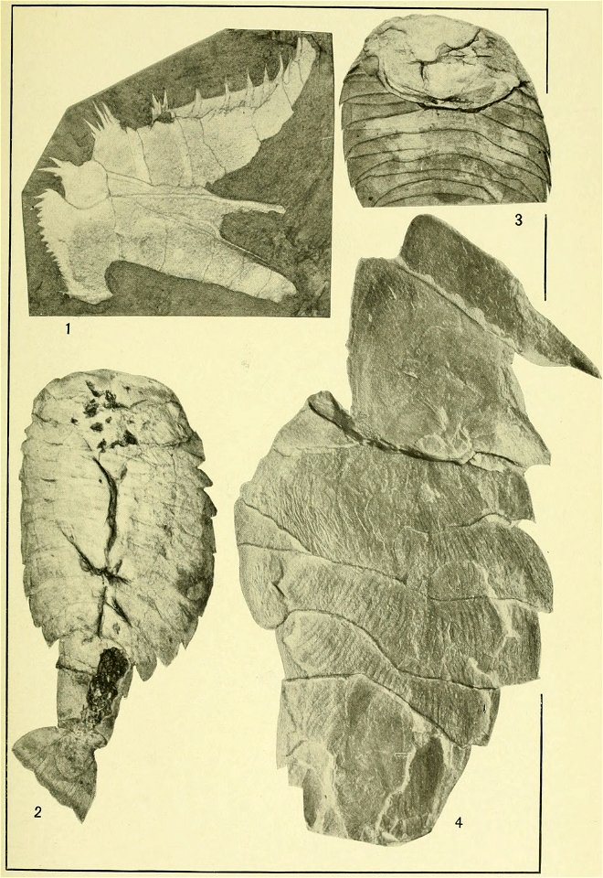 Walcott Cambrian Geology and Paleontology II plate 05