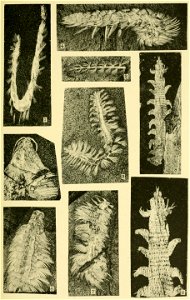 Walcott Cambrian Geology and Paleontology II plate 23