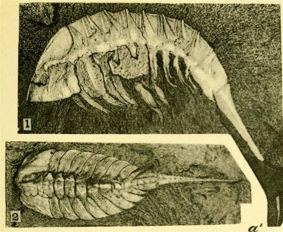 Walcott Cambrian Geology and Paleontology II plate 29 (cropped)
