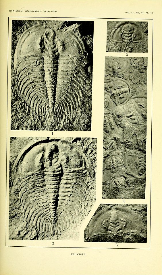 Walcott Cambrian Geology and Paleontology II plate 53
