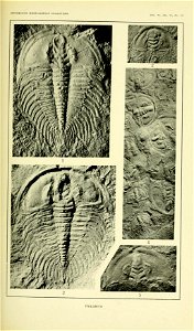Walcott Cambrian Geology and Paleontology II plate 53